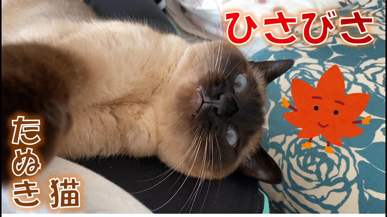 ひさびさのシャム猫のふくさん【たぬき猫】