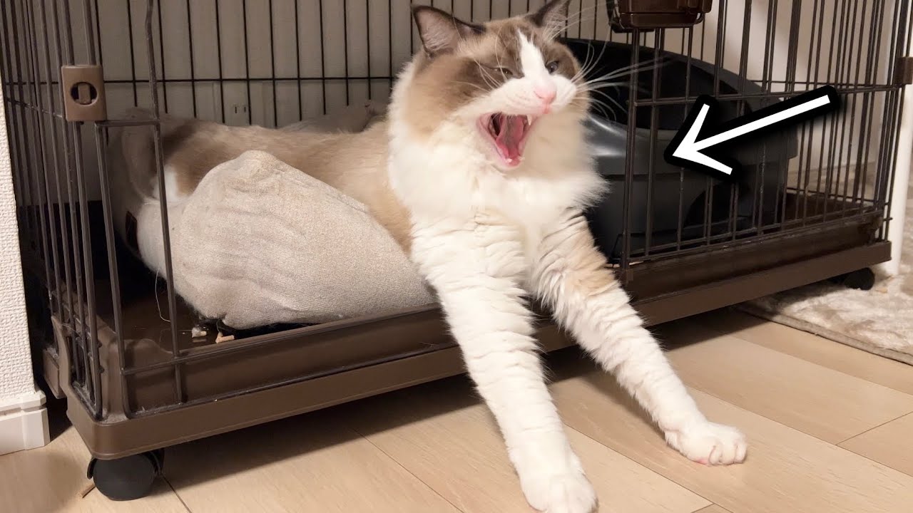 両手を突き出してくつろぐ猫がこちらです。笑【ラグドール】