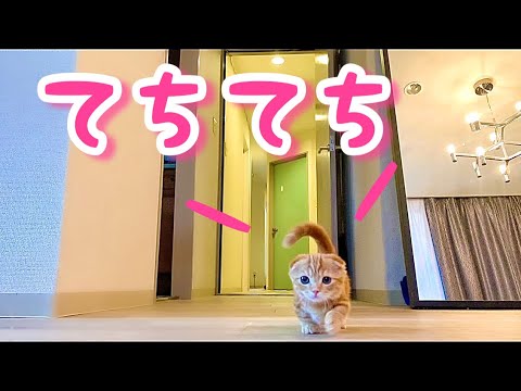 よちよち歩きが赤ちゃんな子猫【短足マンチカン ひな子】