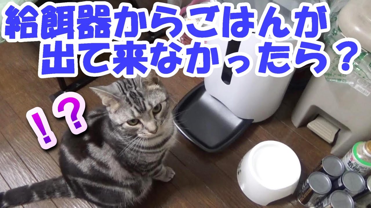 給餌器からごはんが出なかったら？　（アメリカンショートヘア）