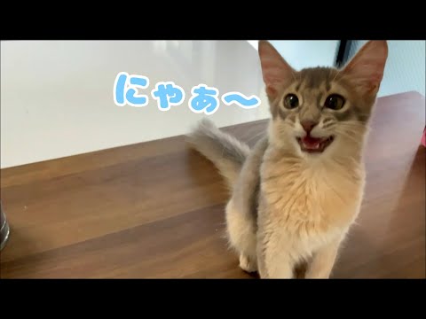 アクアの朝のルーティンがこちら【ソマリ】【子猫】