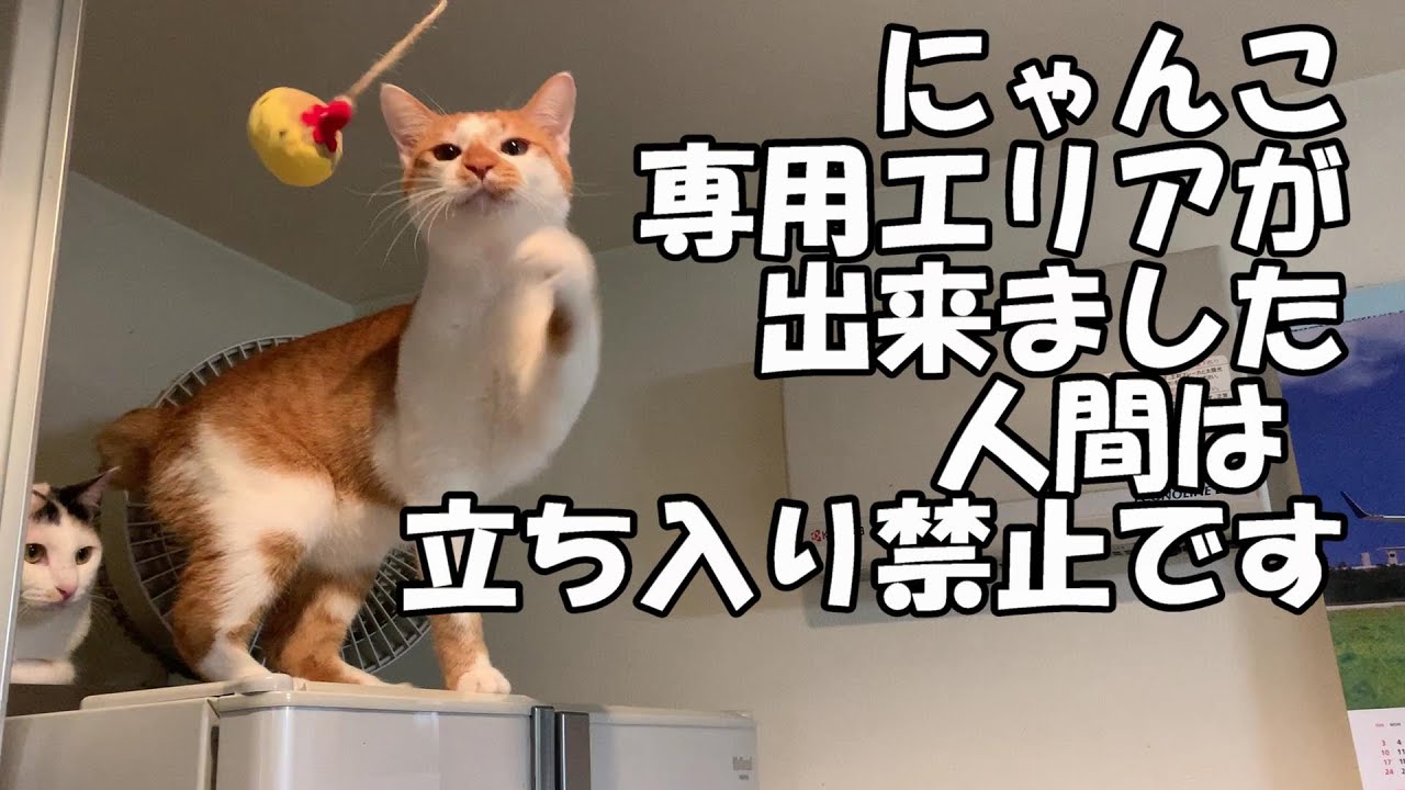 😄A010にゃんこ専用エリアみっけ!!【おだんごしっぽ】【猫動画】【保護猫】【兄妹猫】【Japanese Bobtail 】【Odango_shippo】【chai_and_oolong】