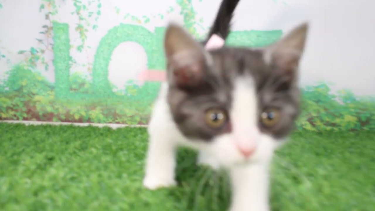 Coo&RIKU　No611700　ブリティッシュショートヘアー