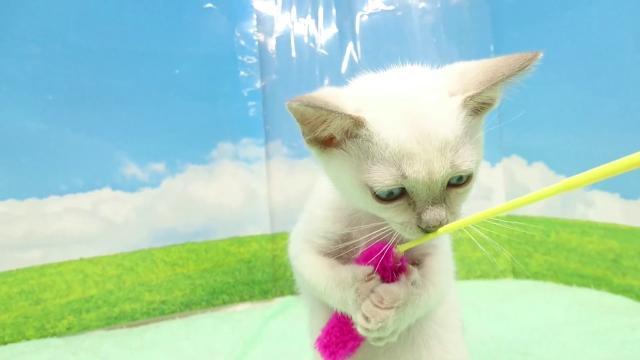 真っ白なトンキニーズの子猫ちゃん(*^-^*)