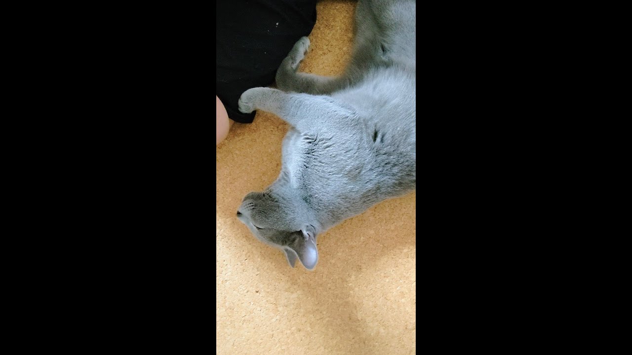 【猫動画】嫁の腕をトントンするロシアンブルー【russianbule】#shorts　Russian blue tonton the arm of the bride