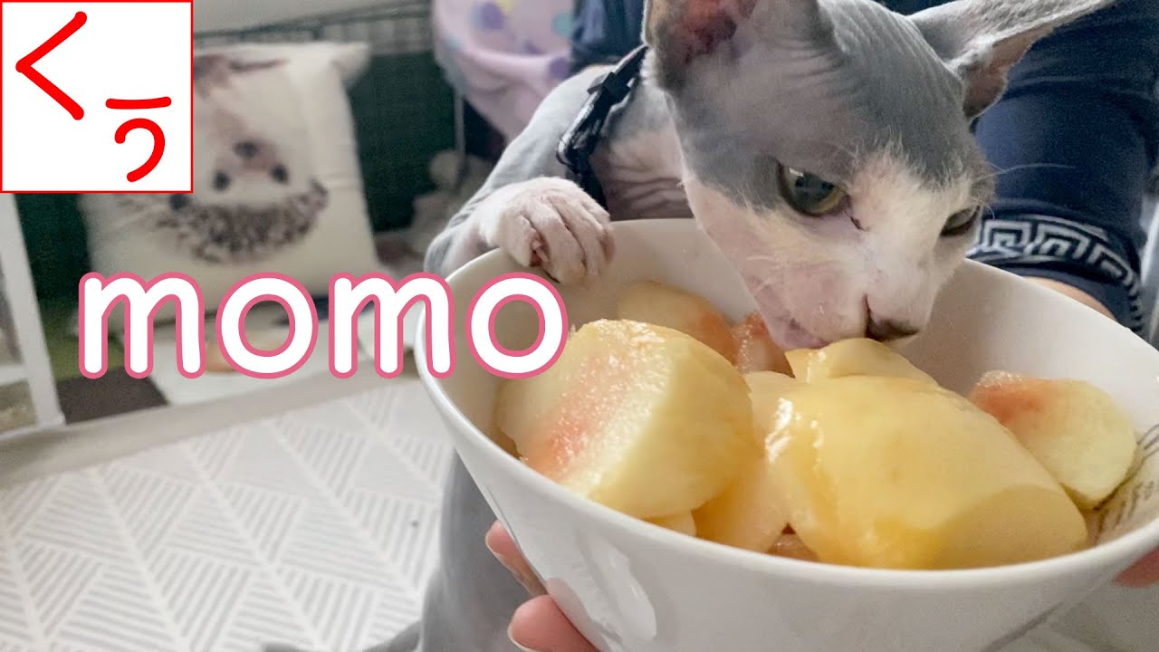 【第88話】桃をはじめて食べた無毛猫スフィンクス