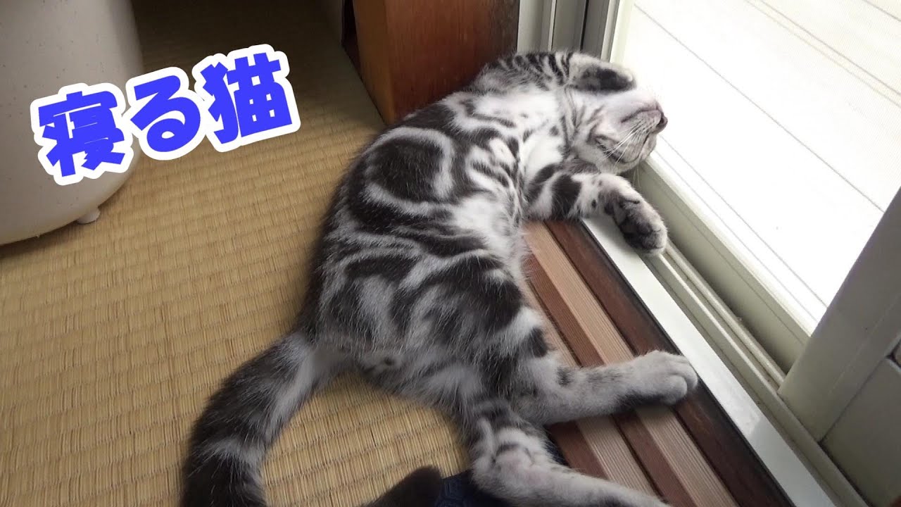 寝る猫、寝てる猫　（アメリカンショートヘア）