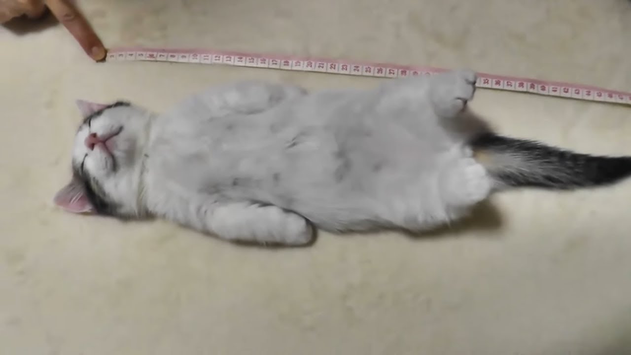 何をしても起きない子猫が超かわいい