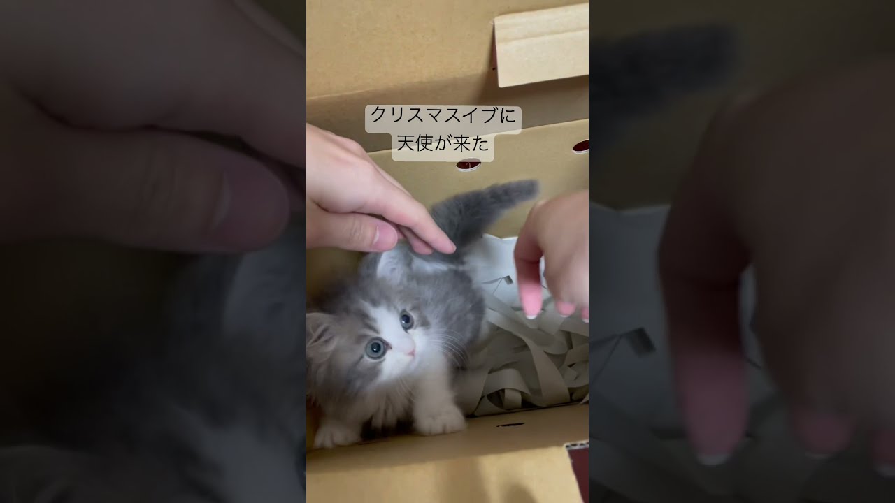 【ラガマフィン】クリスマスに生後2ヶ月の天使みたいな仔猫がやってきた