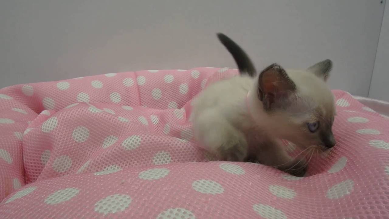 297989 トンキニーズ