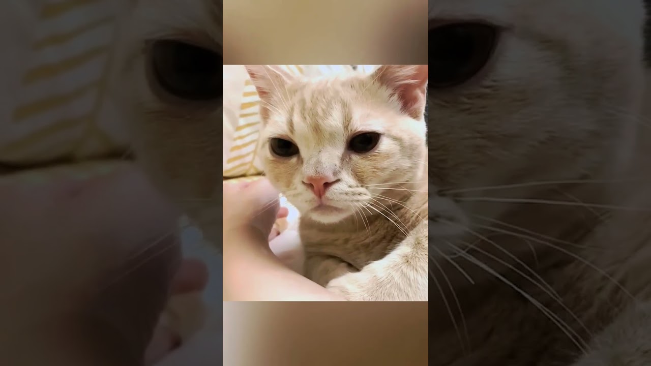 6秒後キュン死確定　 #マンチカン短足 #猫 #仔猫