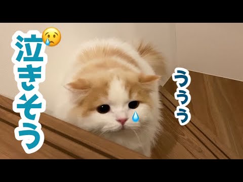 子猫と遊んでいたら突然泣きそうに、、【スコティッシュフォールド】