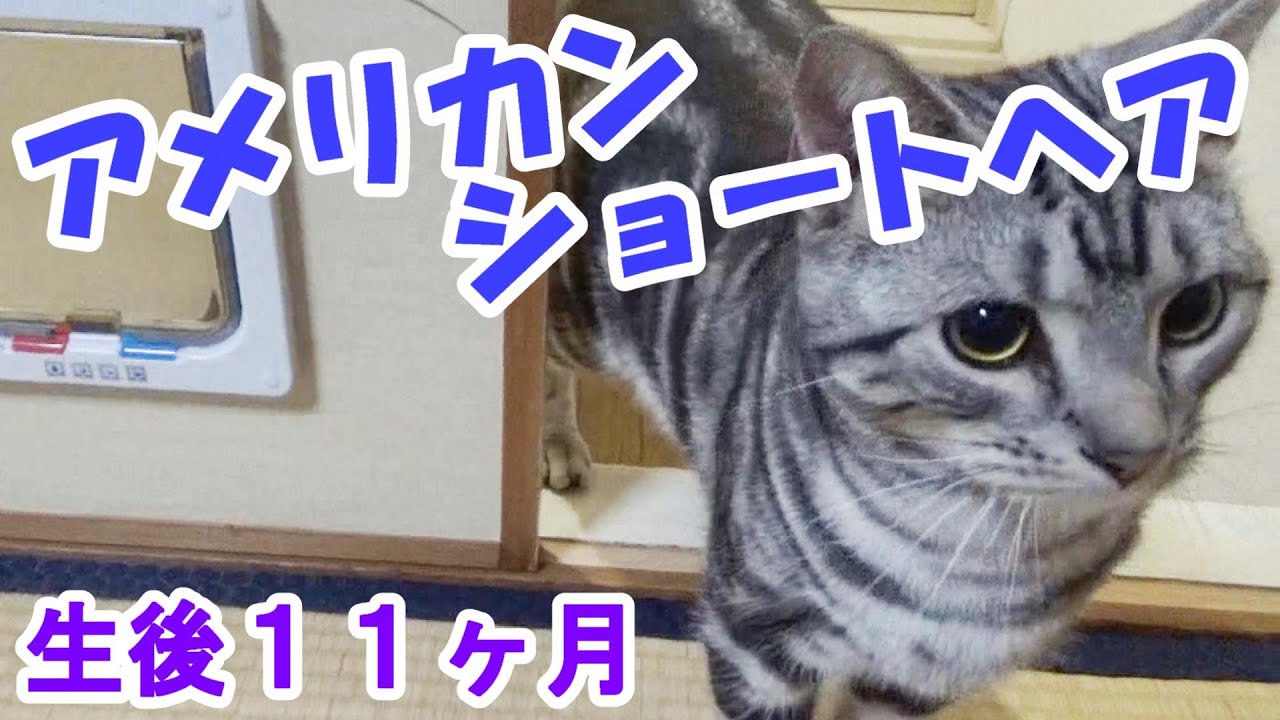 アメリカンショートヘア　生後１１ヶ月の様子