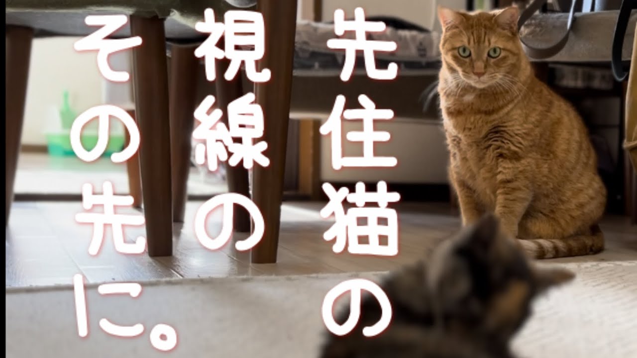 【多頭飼い】拾った子猫が猫っぽくなったので先住猫と対面させてみました【保護猫】