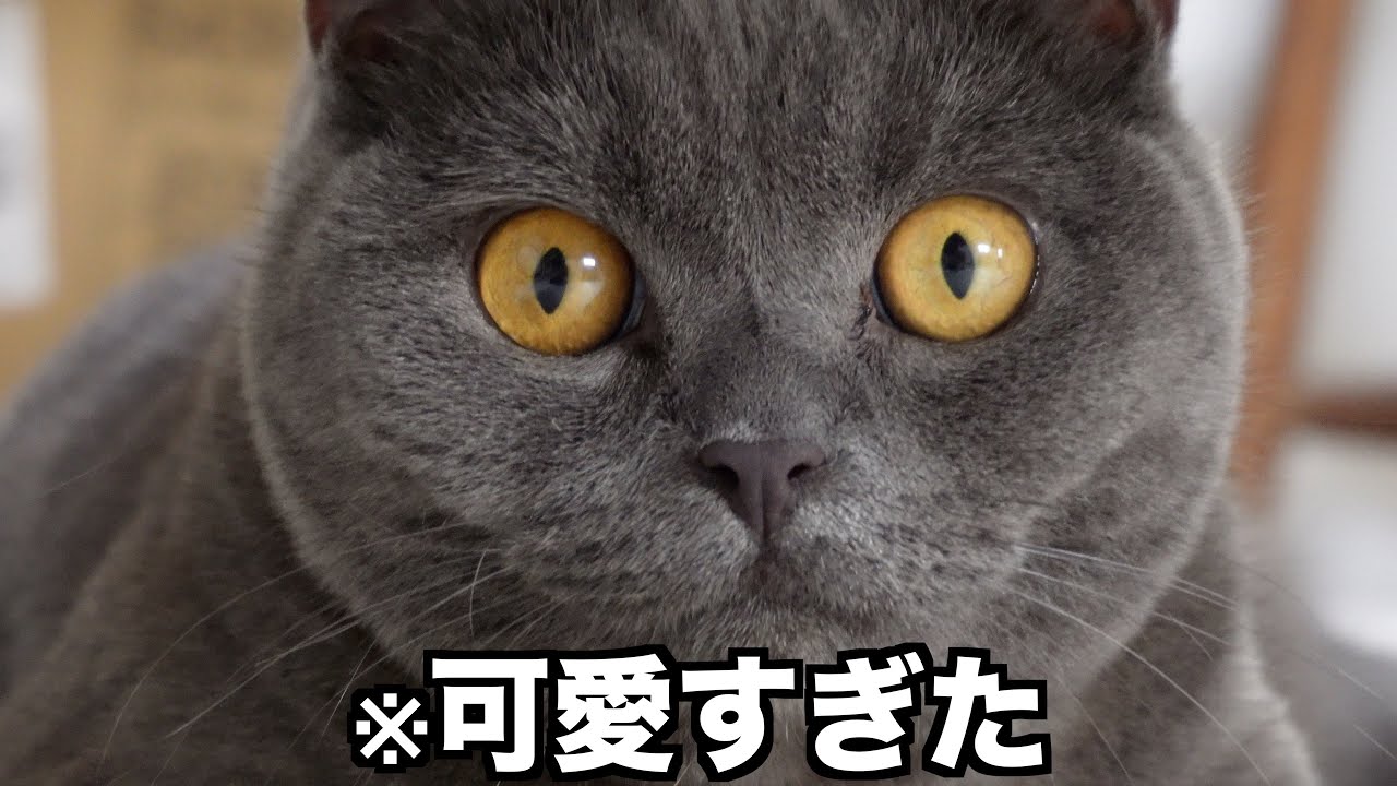 この猫、可愛すぎるんだけど……　　【ブリティッシュショートヘア】