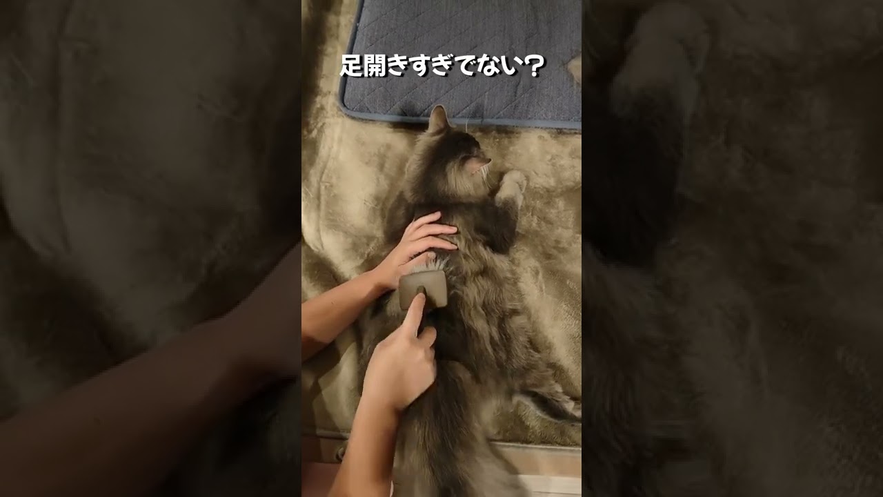サイベリアン猫をブラッシングしたらハンパない量の毛がとれた...！！【サイベリアンのラフィ】#short