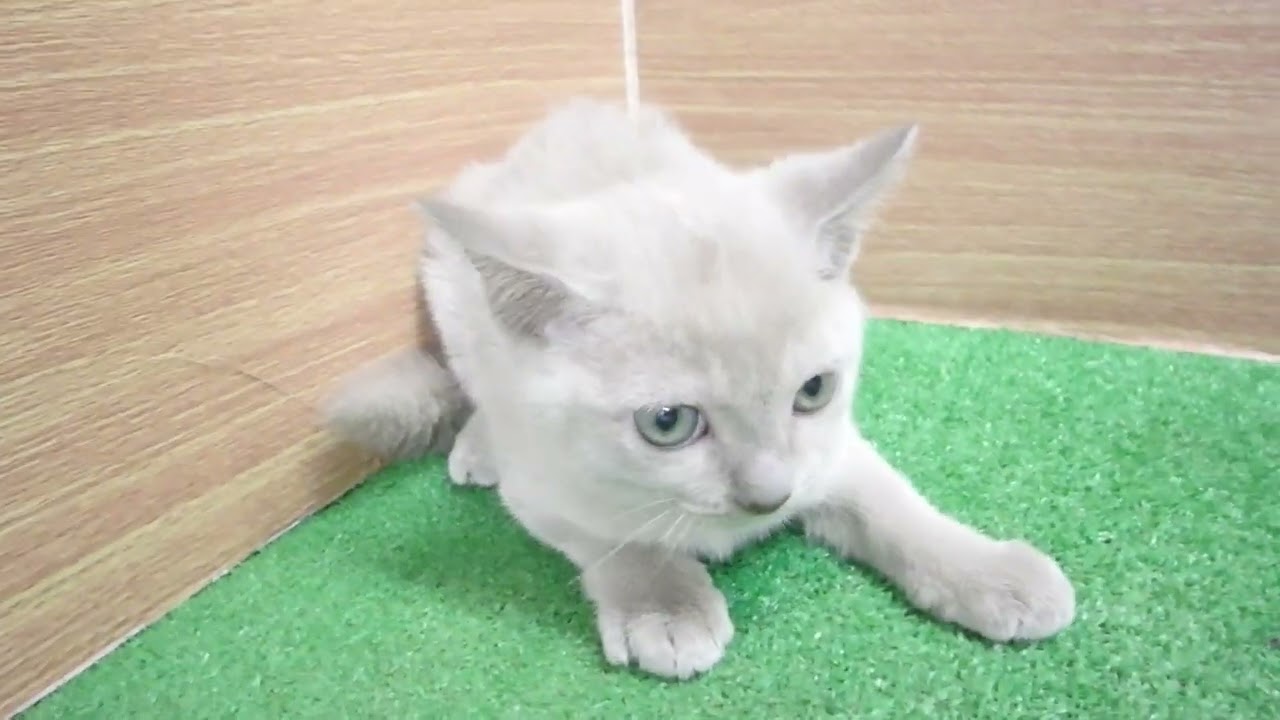 Coo&RIKU　No00605654 トンキニーズ