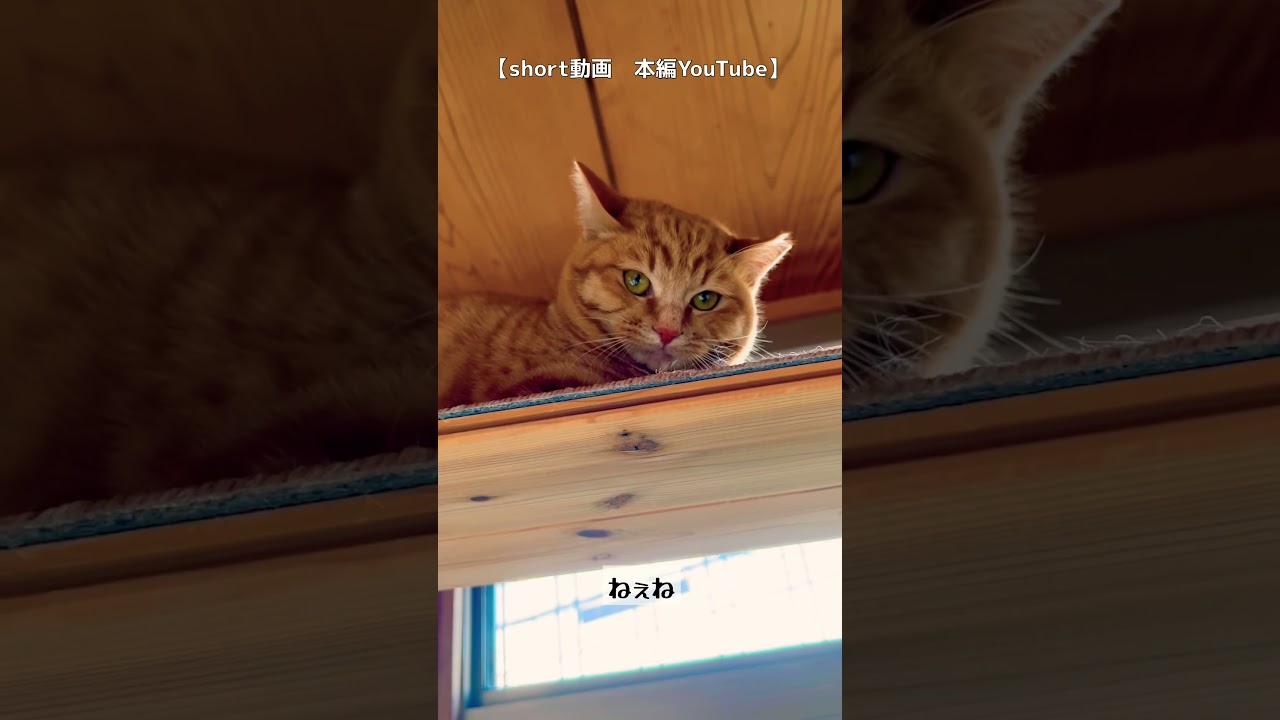 ノラ猫ねぇね　【ご相談】もっかいケージ？？このまま続行？？
