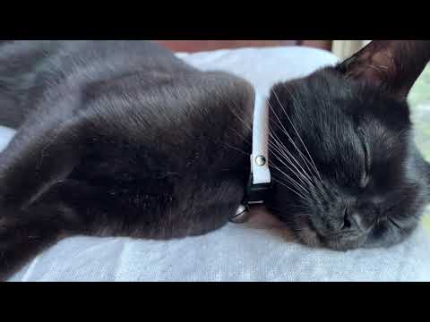 暑くてひたすら寝る猫ルーシー！Black bombay cat 黒のボンベイ