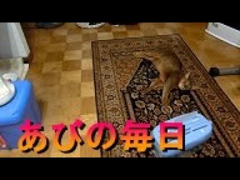 ネコ動画あび＃287　あびの毎日　アビシニアン　あび
