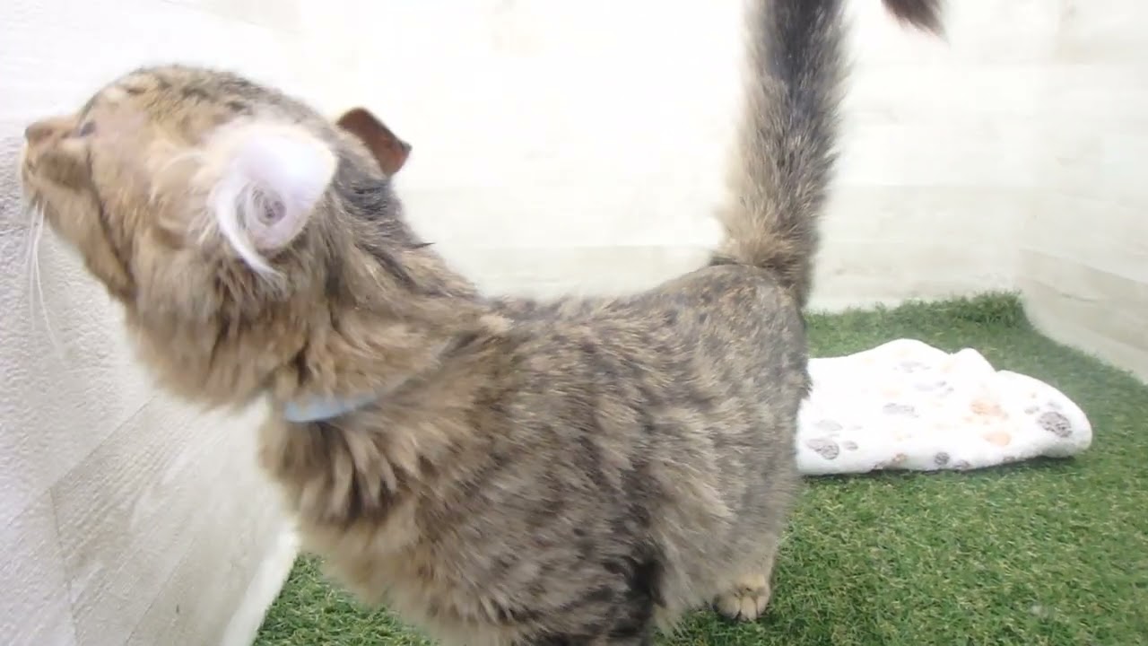 Coo&RIKU　No00609673 アメリカンカール