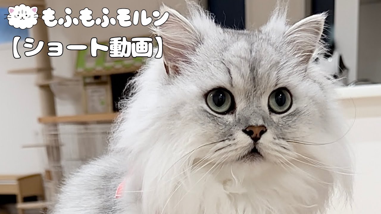 いきなり１位になって戸惑う猫 【サイベリアン】 #Shorts