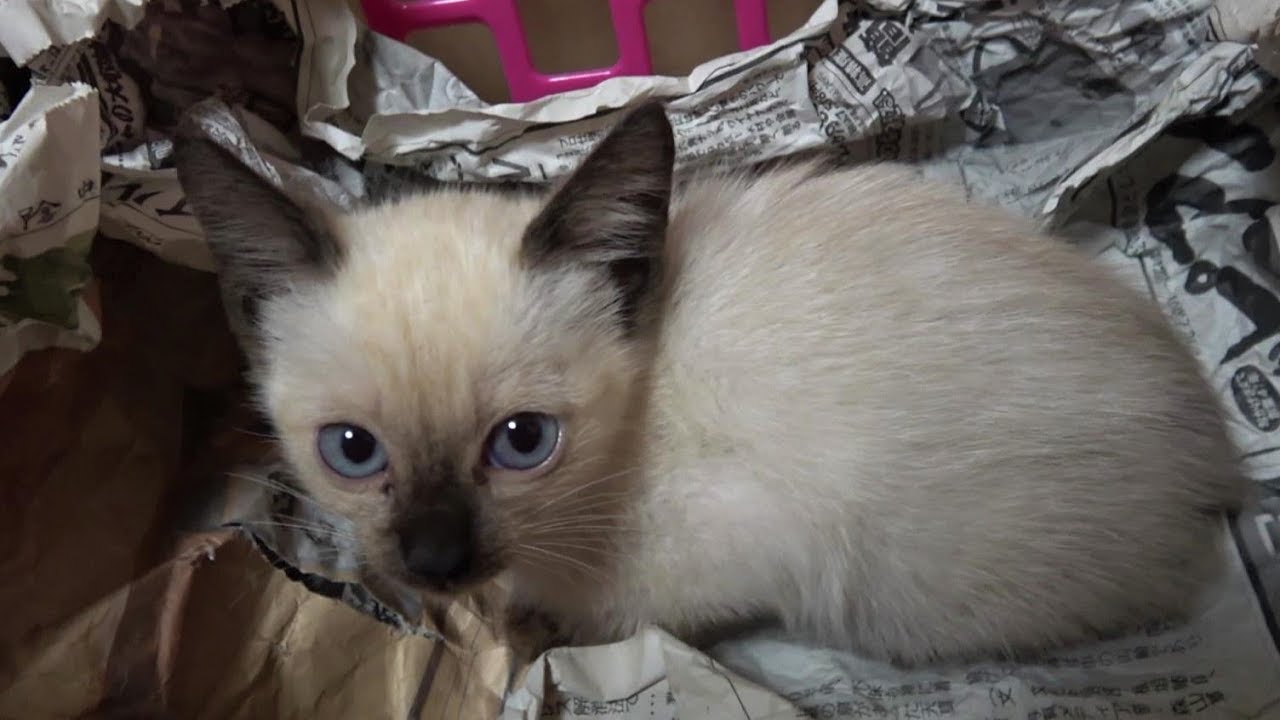 野良猫の館で新たに誕生した赤ちゃんシャム子猫を保護することに😸