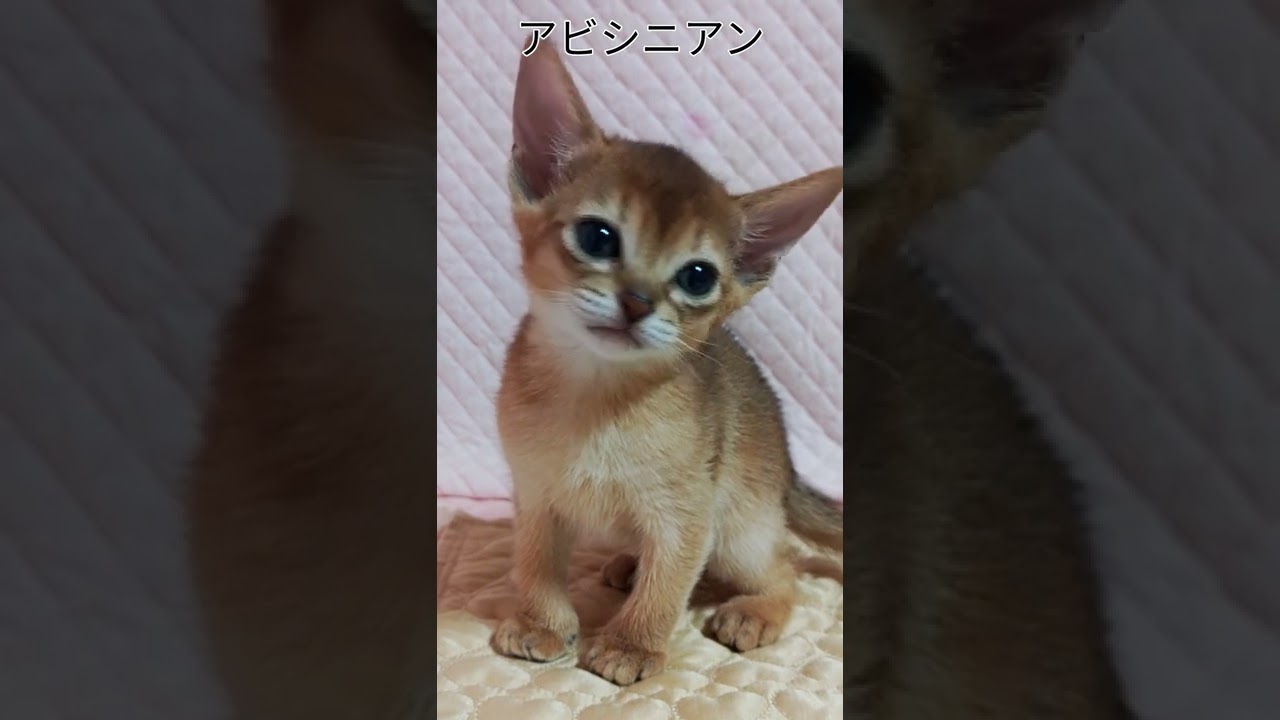 #アビシニアン#ルディ#猫#子猫#女の子#2/4生