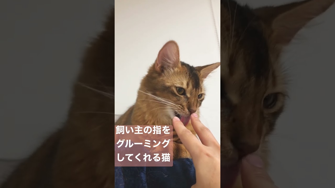 【かわいい】飼い主の指をグルーミングしてくれる猫【ソマリ】