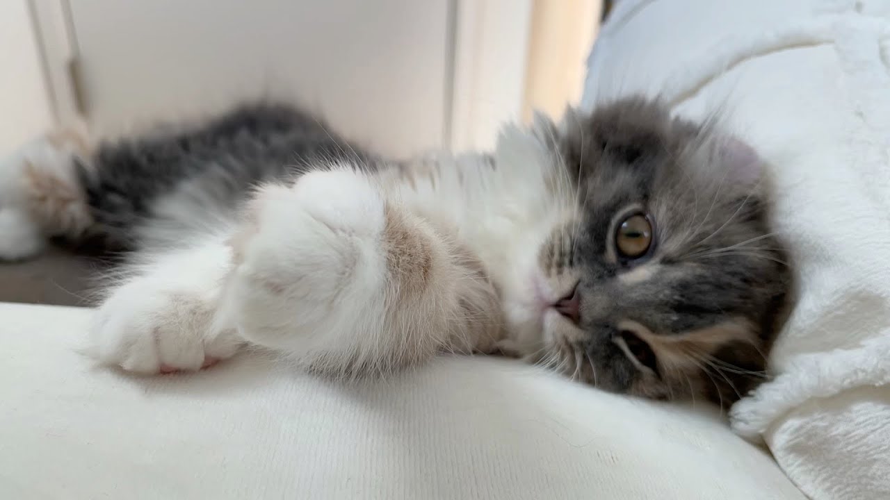 あざと可愛い子猫【アメリカンカール】