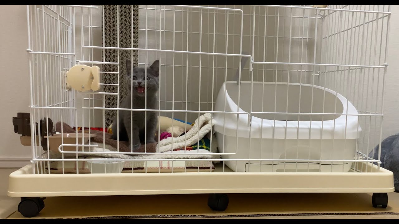 ゲージから出たくて鳴く子猫【ブリティッシュショートヘア】