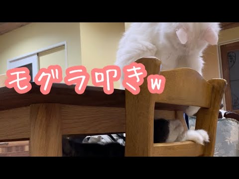 【ほのぼの】ターキッシュアンゴラとノルウェージャンフォレストキャットのほのぼの日常