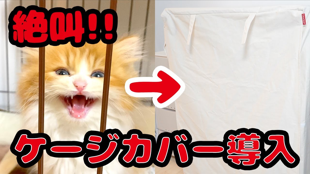 絶叫する子猫にケージカバーを付けた結果・・・【スコティッシュフォールド】/ 【Scottish Fold Cat】