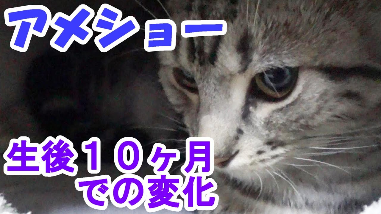アメショー生後10ヶ月の様子　成長記録　（アメリカンショートヘア）