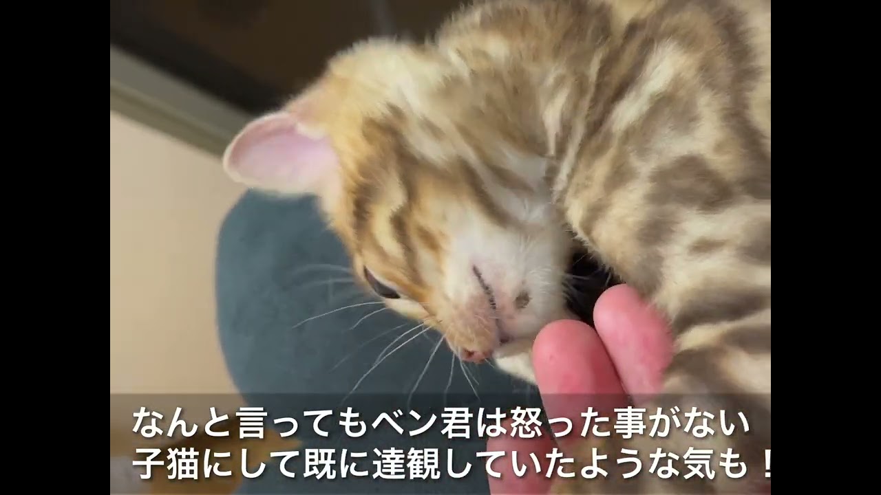【追悼　ベンガル子猫のビッグベン2】先住猫に遠慮しながらも甘えん坊だったベンガル子猫のビッグベン！