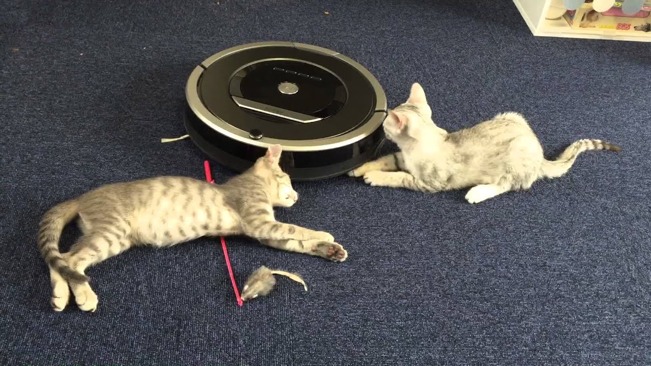 仲良く遊ぶ子猫 エジプシャンマウシルバーとミックス