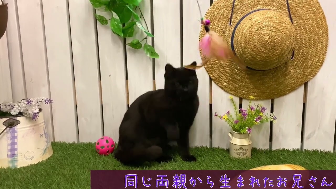 【ナナハチ’s ROOM】ボンベイの男の子① 20220116