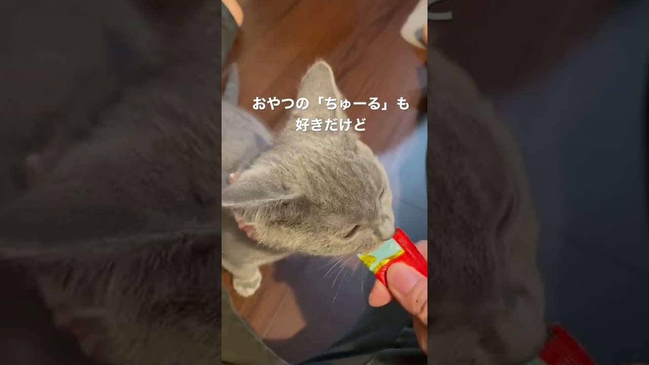 「ちゅーる」が大好きなシャルトリューの仔猫がかわいいのでスカート破れても許す #shorts #シャルトリュー #猫 #chartreux #猫のいる暮らし