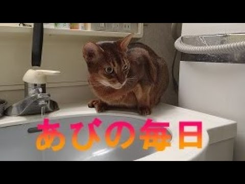 ネコ動画あび＃261　あびの毎日　アビシニアン　あび