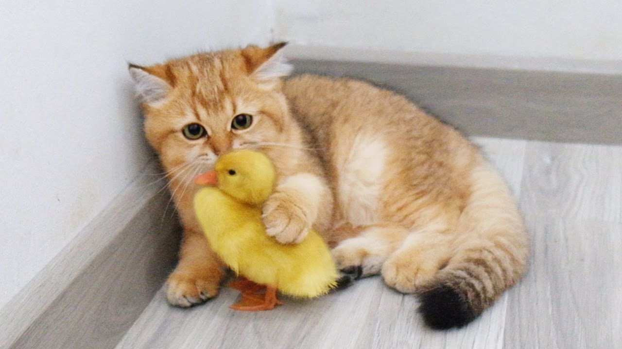 子猫のモニがアヒルの赤ちゃんを初めて見た