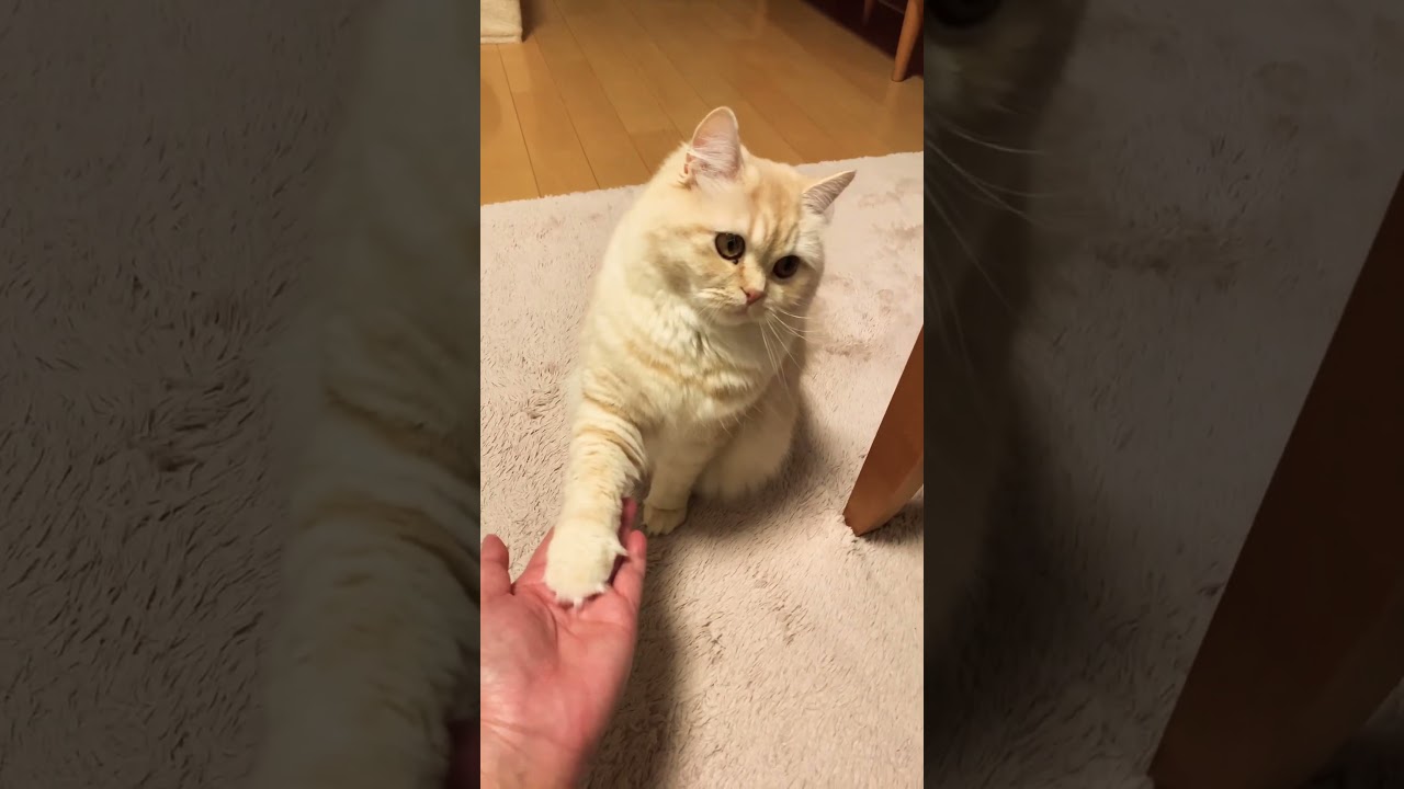 お手を2回する猫。3回目は⁉︎ #スコティッシュフォールド #猫 #癒し動画 #癒し #猫動画 #cat #shorts