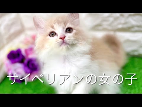 サイベリアンの子猫　（和歌山）