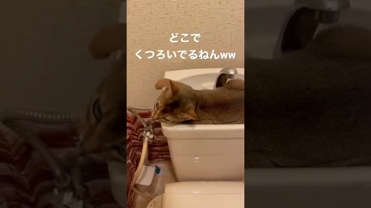 ついにこんなところで、、、#アビシニアン #子猫