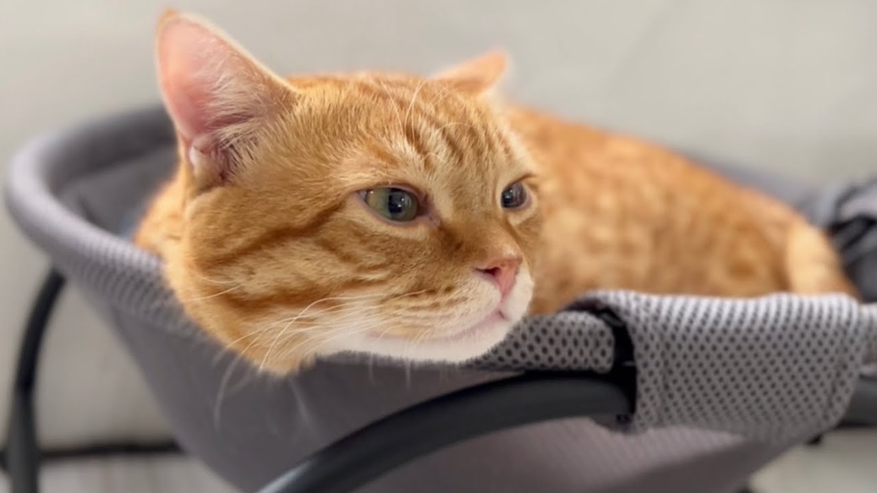 美少年へと成長を遂げたマンチカンの子猫ぽちゃくんのビューティフルサンデー💓