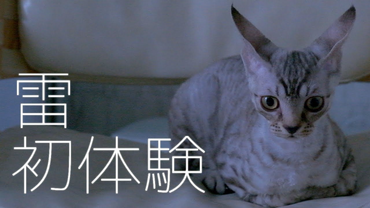 雷でビクティニに進化した子猫／デボンレックス