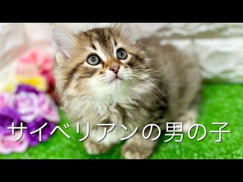 サイベリアンの子猫　（中之島）