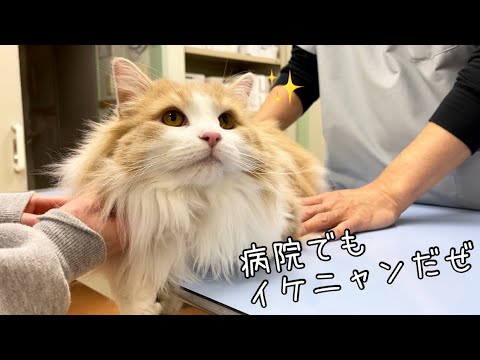 病院で神対応する猫が素晴らしかったw【イケニャンのノルウェージャン】