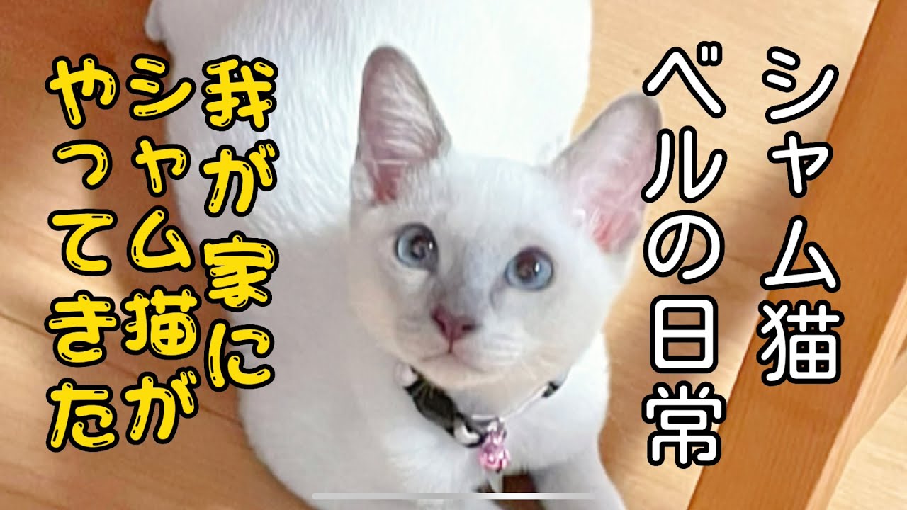我が家にシャム猫がやってきた🐈　#シャム猫 #猫がいる幸せ #猫のいる生活