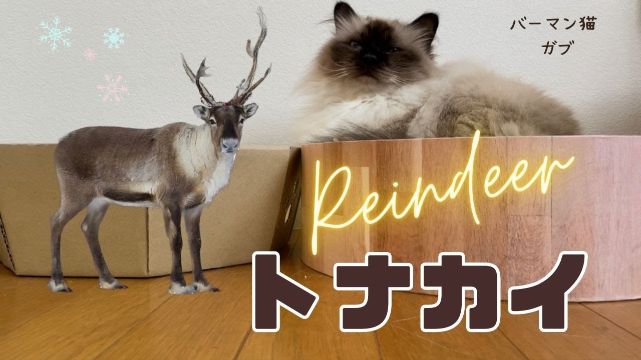 シカ科の動物やニャ【トナカイ】Reindeer（バーマン猫）Birman/Cat