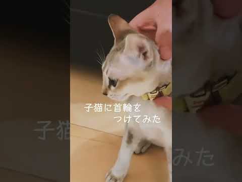子猫に首輪を付けてみたら・・・#子猫 #シンガプーラ #首輪#shorts